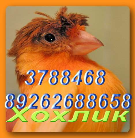 Купить канрейку певчию, поющих кенарей. Продаю канареек не дорого, гарантия пения. Клетки. Купить канрейку певчию, поющих кенарей. Продаю канареек не дорого, гарантия пения. Клетки.
