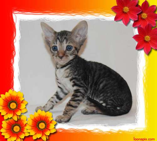 Корниш рекс - кудрявые котята. Корниш рекс - кудрявые котята.