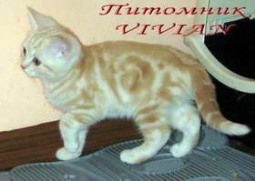 Британские мраморные котята из питомника VIVIAN Британские мраморные котята из питомника VIVIAN