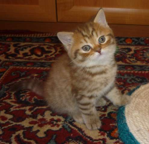 Британский котенок Британский котенок