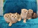 Скоттиш фолд,страйт и британские элитные котята от Высокотитулованных родителей