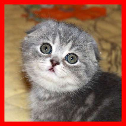 Шотландские котята Шотландские котята