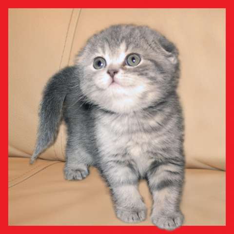 Шотландские вислоухие котята Шотландские вислоухие котята