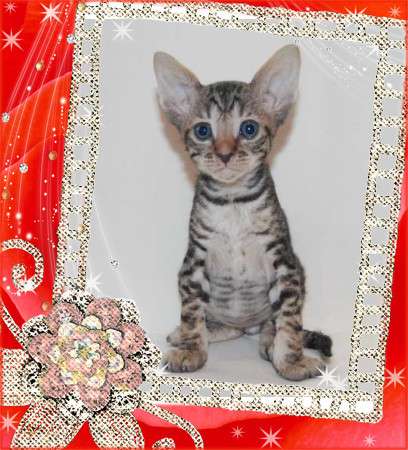 Корниш рекс - кудрявые котята. Корниш рекс - кудрявые котята.