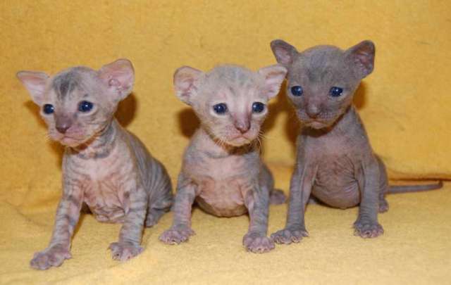 Корниш рекс - кудрявые котята. Корниш рекс - кудрявые котята.