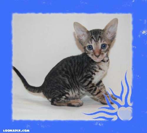 Корниш рекс - кудрявые котята. Корниш рекс - кудрявые котята.