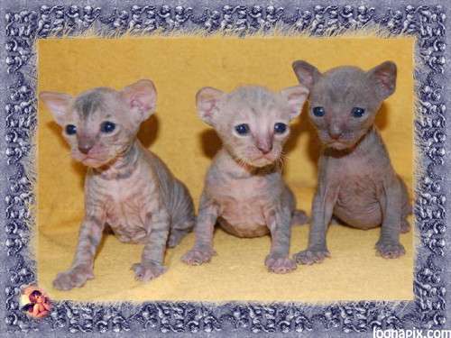 Корниш рекс - кудрявые котята. Корниш рекс - кудрявые котята.