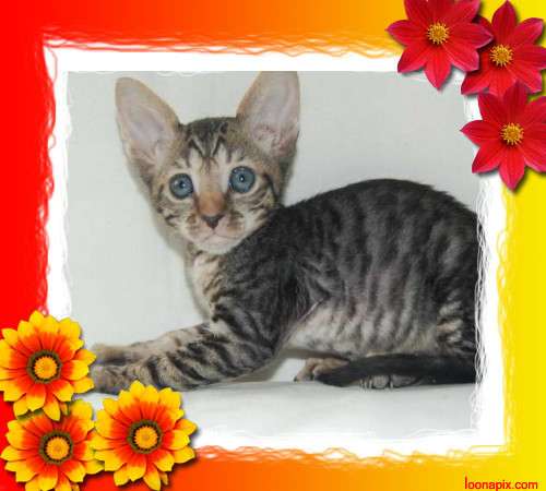 Корниш рекс - кудрявые котята. Корниш рекс - кудрявые котята.