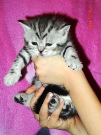 Карамельные котята. Карамельные котята.