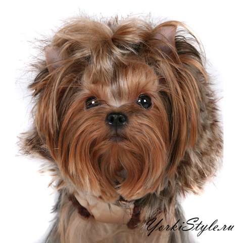 Yorkistyle.ru одежда для собак оптом и в розницу Yorkistyle.ru одежда для собак оптом и в розницу