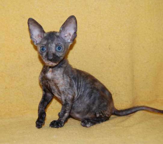 Корниш рекс - кудрявые котята. 12000 руб. Корниш рекс - кудрявые котята. 12000 руб.