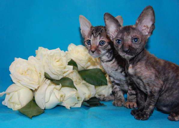 Корниш рекс - кудрявые котята. Корниш рекс - кудрявые котята.