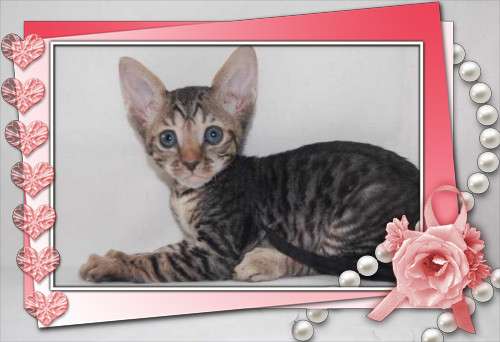 Корниш рекс - кудрявые котята. Корниш рекс - кудрявые котята.
