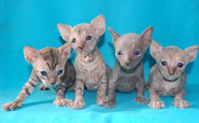 Корниш рекс - кудрявые котята. Корниш рекс - кудрявые котята.
