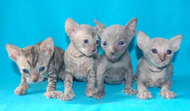 Корниш рекс - кудрявые котята. Корниш рекс - кудрявые котята.