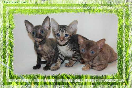 Корниш рекс - кудрявые котята. Корниш рекс - кудрявые котята.