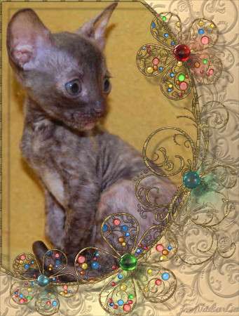 Корниш рекс - кудрявые котята. Корниш рекс - кудрявые котята.