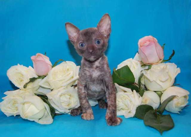 Корниш рекс - кудрявые котята. Корниш рекс - кудрявые котята.