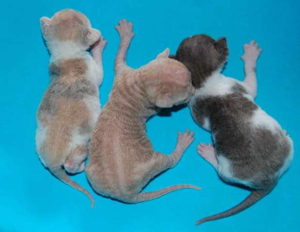Корниш рекс - кудрявые котята. Корниш рекс - кудрявые котята.