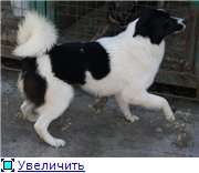 Ласковая, послушная девочка Поночка в добрые руки! Ласковая, послушная девочка Поночка в добрые руки!