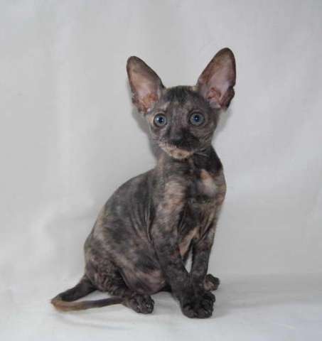 Корниш рекс - кудрявые котята. Корниш рекс - кудрявые котята.