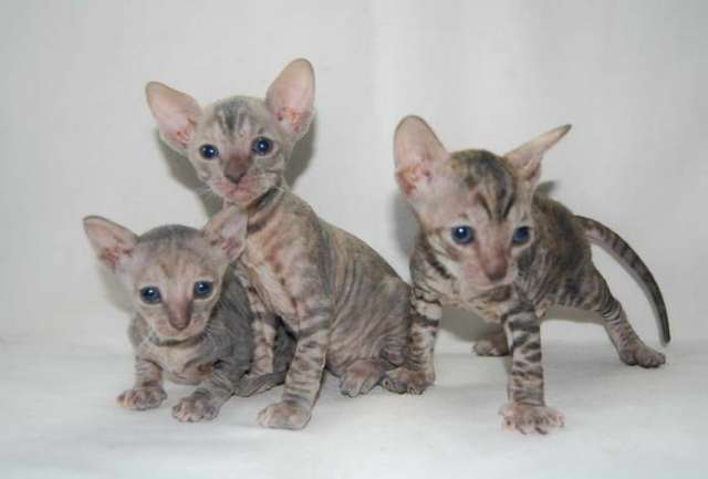 Корниш рекс - кудрявые котята. Корниш рекс - кудрявые котята.