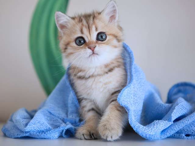 Британские котята окраса серебристая шиншилла и шиншилла пойнт Британские котята окраса серебристая шиншилла и шиншилла пойнт