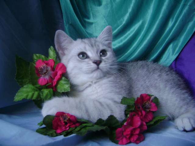 Шотландский котенок,мальчик Шотландский котенок,мальчик