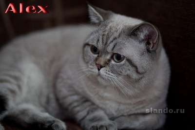 Шотландский котик приглашает на вязку Шотландский котик приглашает на вязку