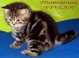 Британские мраморные котята из питомника VIVIAN Британские мраморные котята из питомника VIVIAN