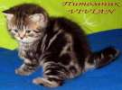 Британские  мраморные котята  из питомника VIVIAN