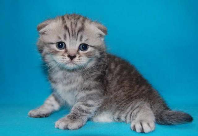 Корниш рекс - кудрявые котята. Корниш рекс - кудрявые котята.