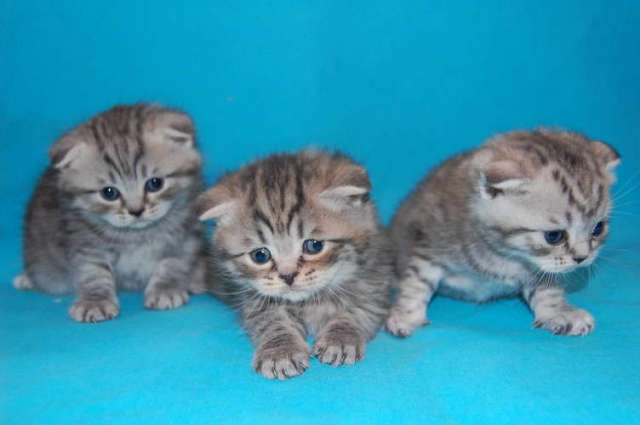 Корниш рекс - кудрявые котята. Корниш рекс - кудрявые котята.