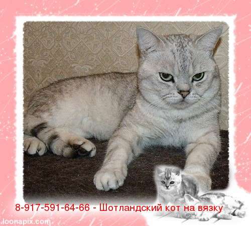 Шотландский котик приглашает на вязку. Шотландский котик приглашает на вязку.