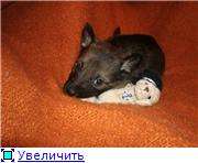 замечательные собачкины детки замечательные собачкины детки