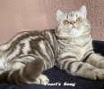 Шотландские прямоухие котята - редких зрелищных мраморных окрасов