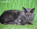 Британский кот, вязка, цена 2 тыс руб