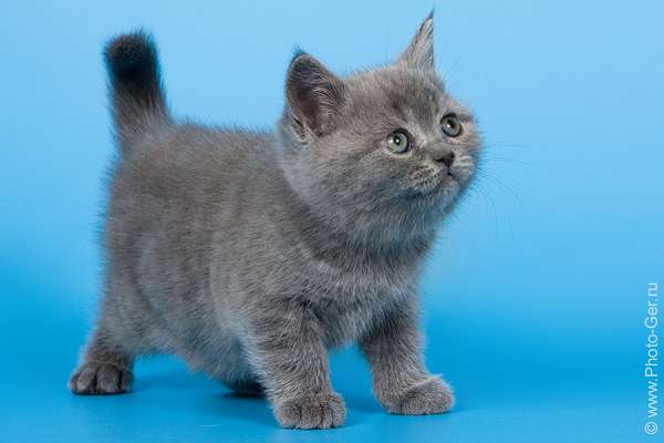 Продажа британских котят Продажа британских котят