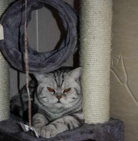 Котик для души за символическую плату 3000р. Котик для души за символическую плату 3000р.