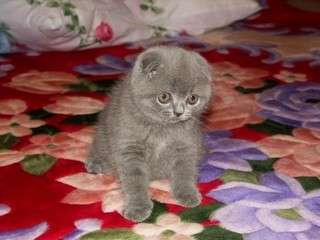 Скоттиш фолд и страйт-Шотландские (вислоухие и прямоухие) элитные котята от Гранд Интер Чемпиона Скоттиш фолд и страйт-Шотландские (вислоухие и прямоухие) элитные котята от Гранд Интер Чемпиона