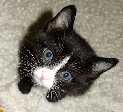 Отдам маленького котика. 1.5 мес. Отдам маленького котика. 1.5 мес.