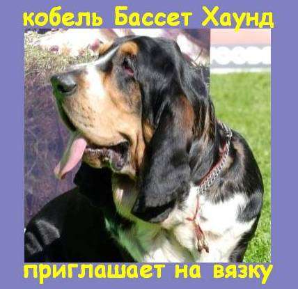 Кобель Бассет Хаунд (вязка) Кобель Бассет Хаунд (вязка)