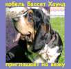 Кобель Бассет Хаунд (вязка)