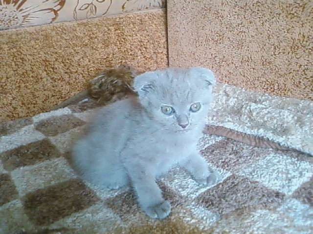 4 катенка 4 катенка