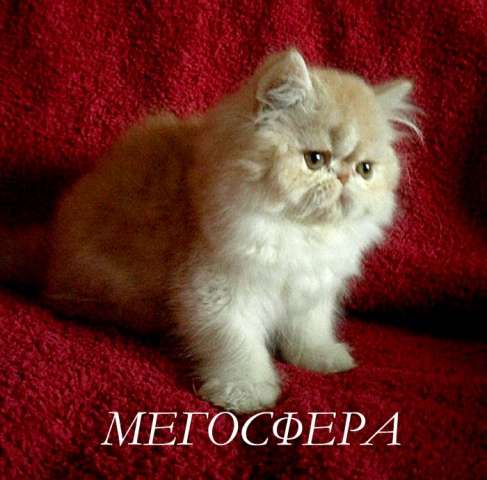 Роскошный персидский котик Роскошный персидский котик