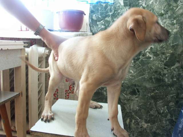 Симпатяшки ищут хозяев!!!!!!!!!!!!!!!!! Симпатяшки ищут хозяев!!!!!!!!!!!!!!!!!