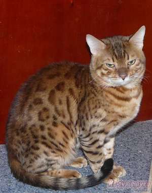 Бенгальский кот.Вязка. Бенгальский кот.Вязка.