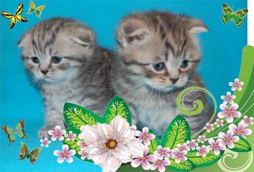Шотландские котята 5000 руб. Шотландские котята 5000 руб.
