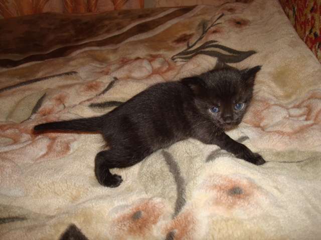Чёрные котята в дар Чёрные котята в дар