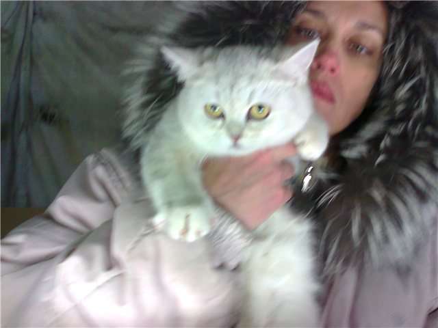 Элитные Скоттиш фолд и страйт-Шотландские (вислоухие и прямоухие) котята Элитные Скоттиш фолд и страйт-Шотландские (вислоухие и прямоухие) котята